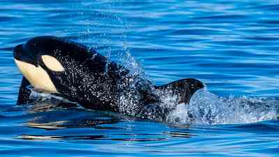 Killer Whales Just Sunk a 50-Foot Sailing Yacht in the Strait of Gibraltar