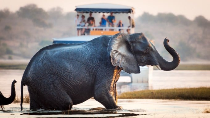 The 12 Best Water Safaris Around the World, From Antarctic Cruises to Botswana River Journeys